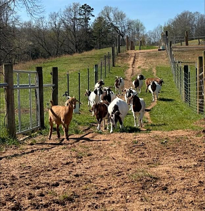 Feeding for Success: Small Ruminant Nutrition