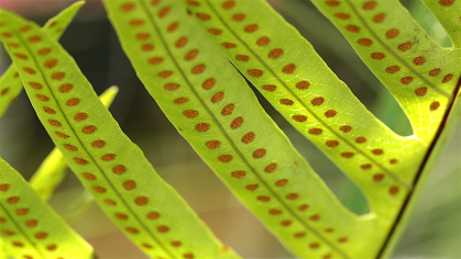Genetics and Reproduction of Plants