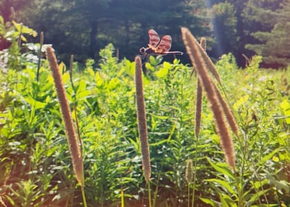 Yoga at Tinker Nature Park