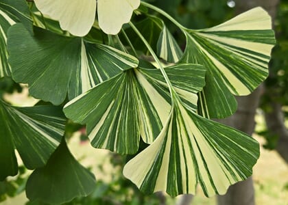 The Midweek Program: "Ginkgos!" with Evan Villani