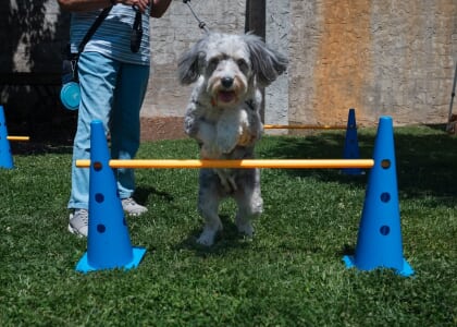 Cherry St Doggie Ice Cream Social (Black Mountain)