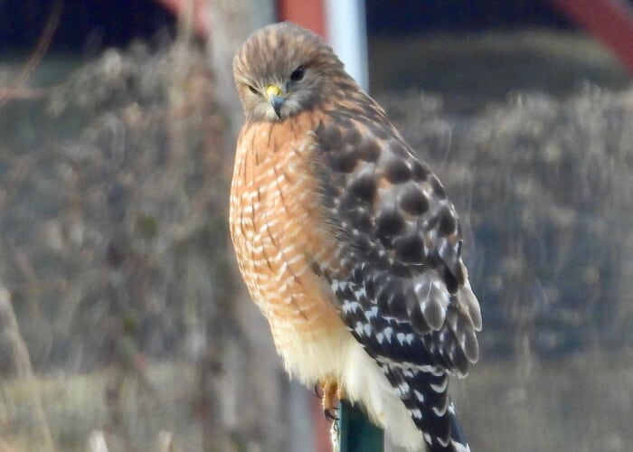 Fall Migration! Birding Tour of Hollywood Farm with Carey Rowsom