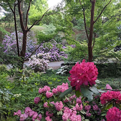 Early Summer at Highland Park: A Guided Tour