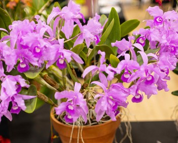 Heart of Texas Orchid Society Workshop: Growing Orchids with Confidence 101