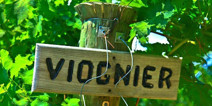 Yay for Viognier! - Varietal Focus Tasting Masterclass