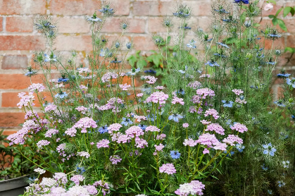Cut Flower Gardening: Sowing for Next Spring