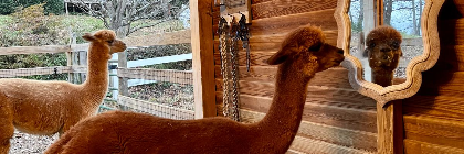 Alpaca Wine Experience with Babydoll Sheep 6/21