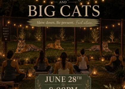 Yoga with Big Cats