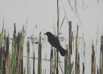 June Bird Walk at Caw Caw Interpretive Center (Ravenel)