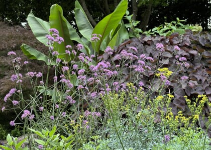 Responsible Gardening in a Changing Climate with Professor Bryce Lane