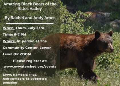 EV Watershed Coalition Presents: Amazing Black Bears of the Estes Valley