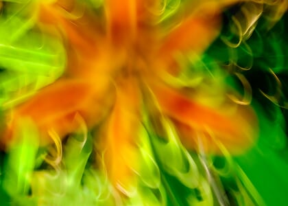 Reception w/ the Artist: Enchanted Meadow|Forest Muse