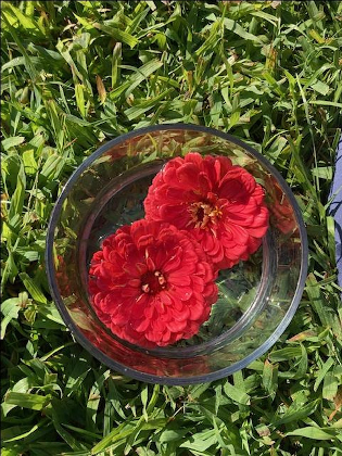Flower Essence Garden Workshop: Plant Wisdom & Healing Remedies