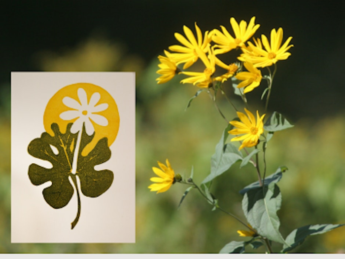 Wildflower Walk & Lino Block Printmaking Workshop