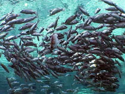 Summer Film Series: Water Life: A World of Water