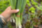 Farming Class 3 - Harvest, Preserve & Renew