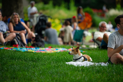 Dog Nights of Summer: Call for Vendors