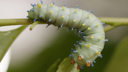 The Extraordinary Caterpillar Film