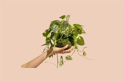 Relax & Create: Kokedama Workshop for Caregivers