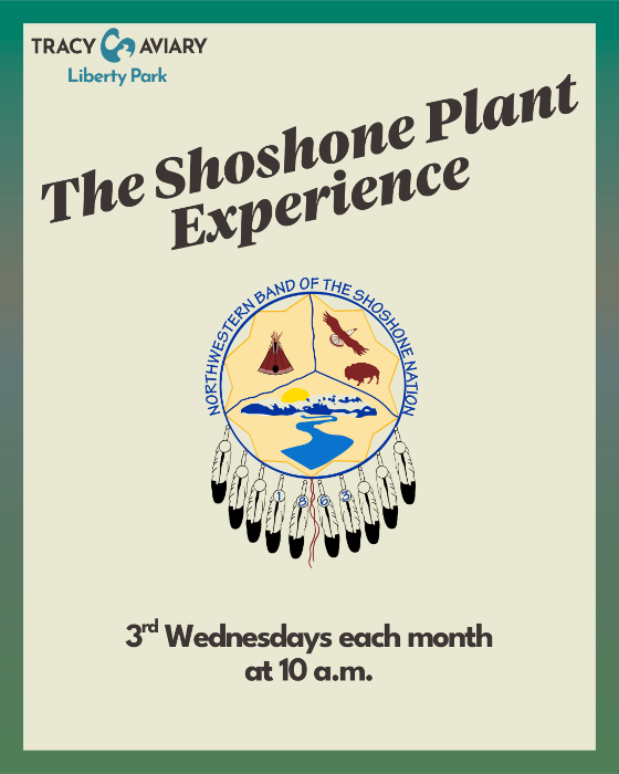 The Shoshone Plant Experience