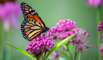 Butterfly Release Experience