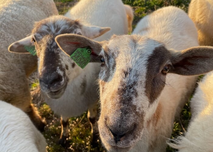 Sheep Peeping