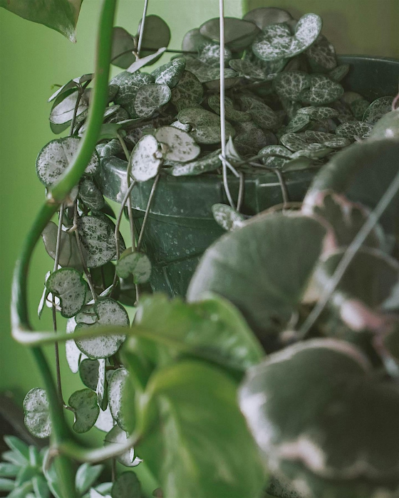 Pints & Plants: Sips & Stems in Santa Cruz