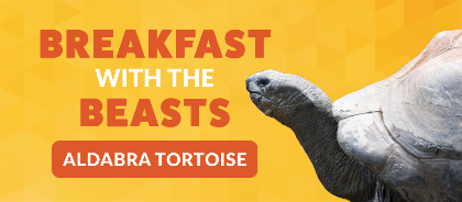 Breakfast with the Beasts: Aldabra Tortoise
