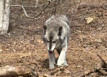 Wolf mountain 20th anniversary celebration