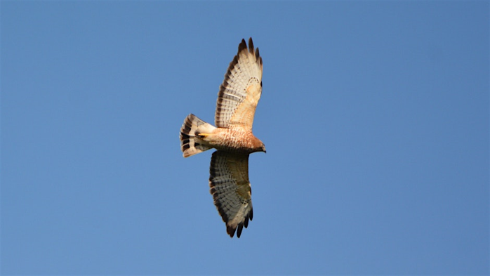 Poster for Hawkwatch at Grandfather Mountain
